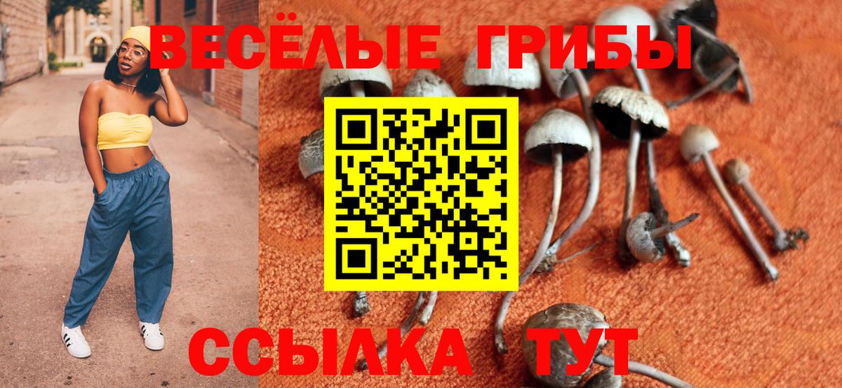 Галлюциногенные грибы Psilocybine cubensis  Вход с VPN  Новозыбков 